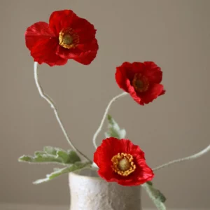 Red poppy flower - Botané